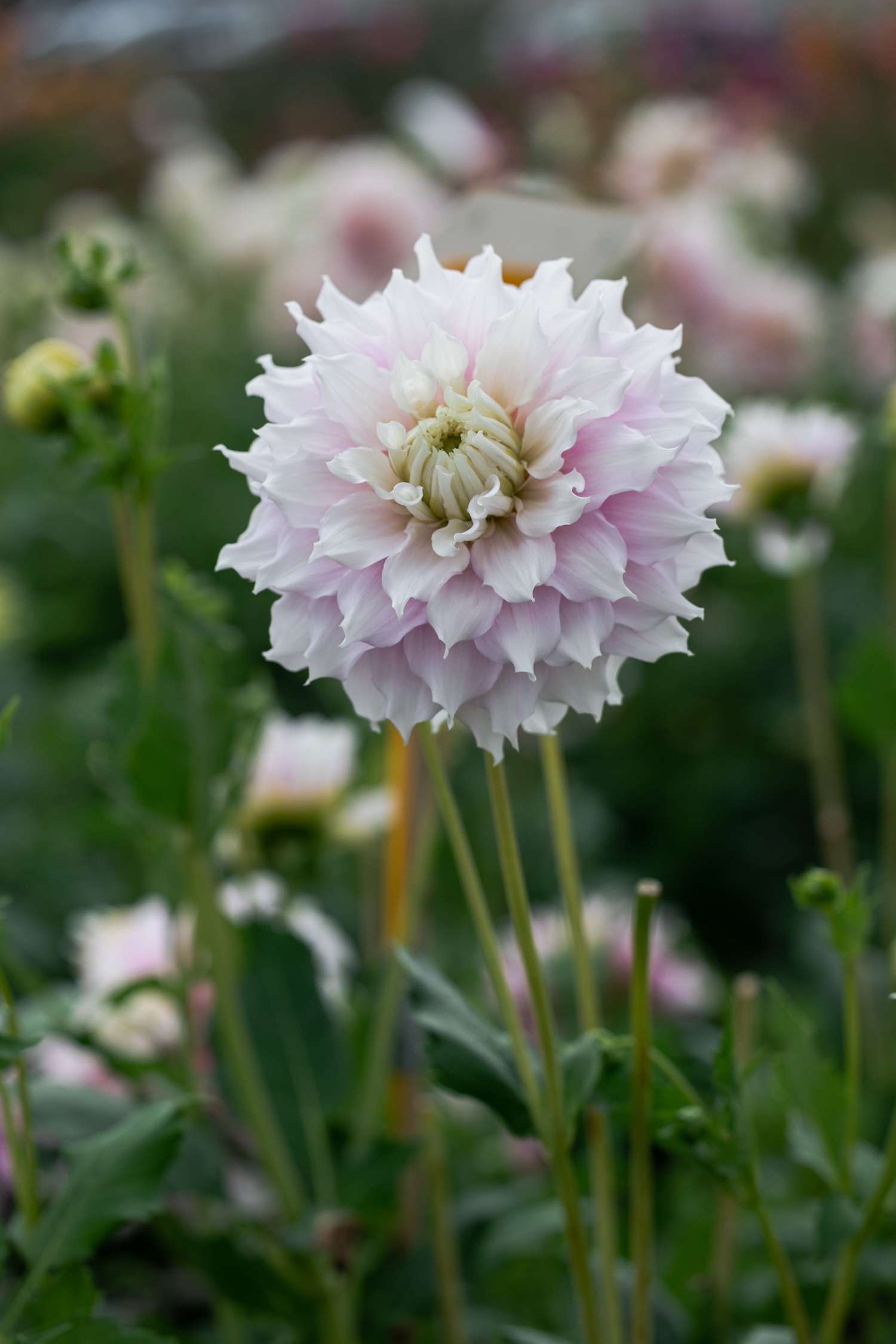 Dahlia 'Gitt's Perfection'